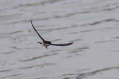 イワツバメ１３