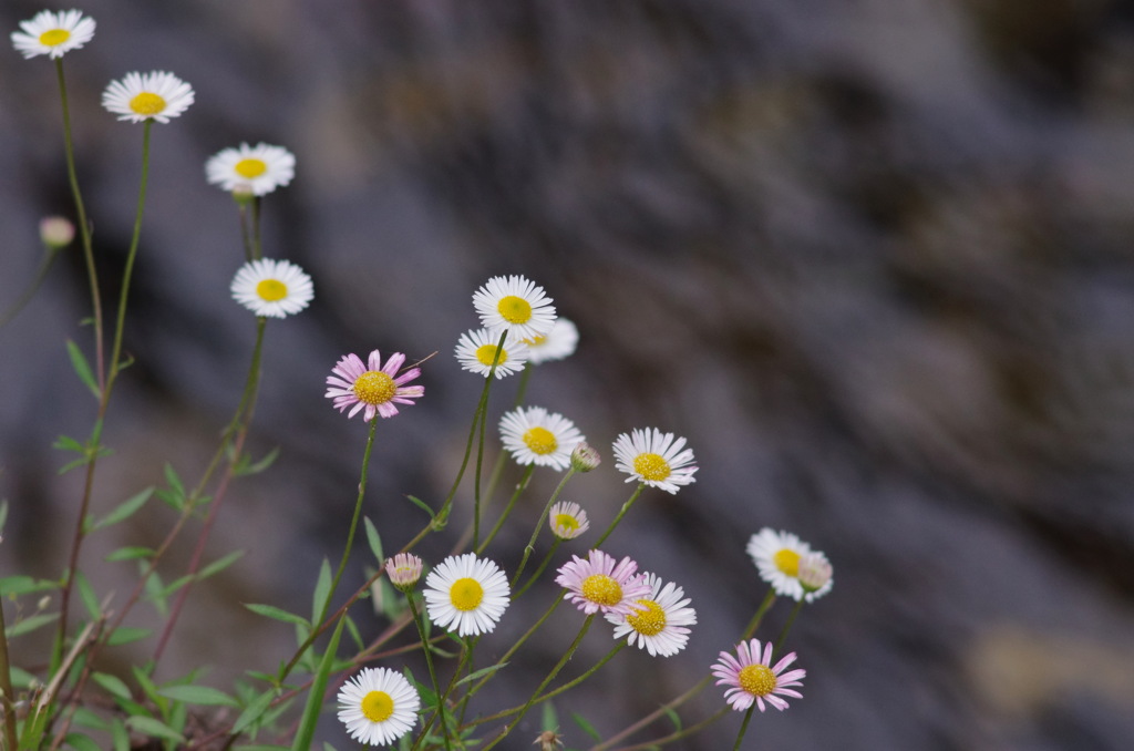 路傍の花