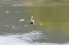 ぎんやんま