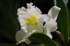 温室の花