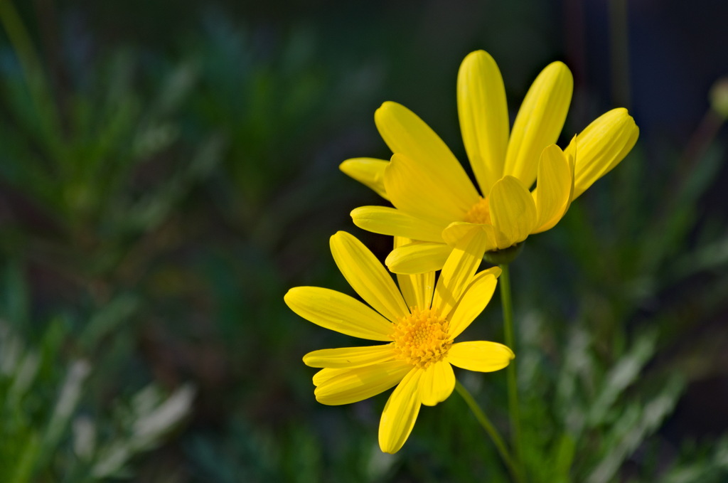 ユリオプスデージー