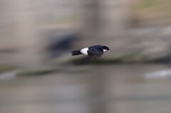 いわつばめ２５