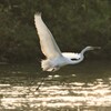 チュウサギ