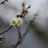 白梅