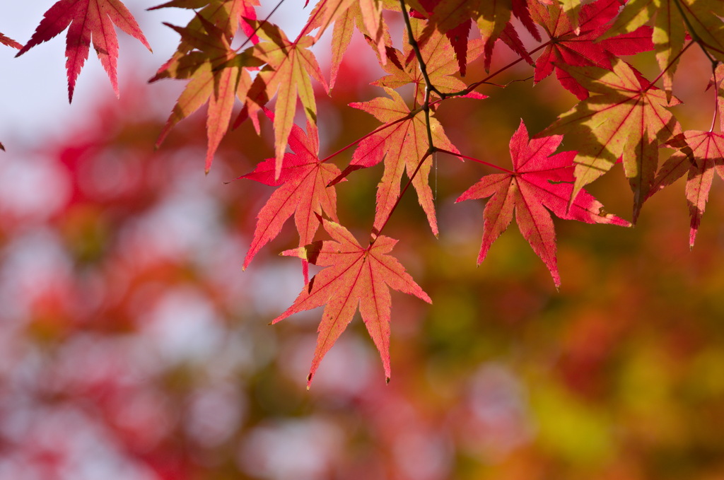 紅葉