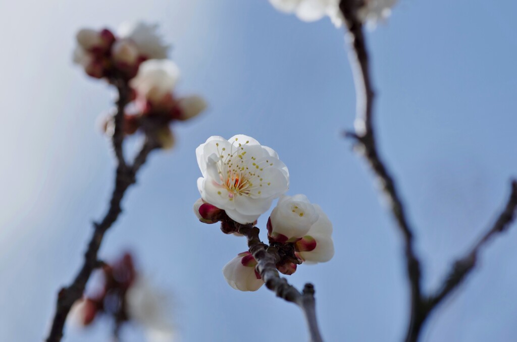 白梅