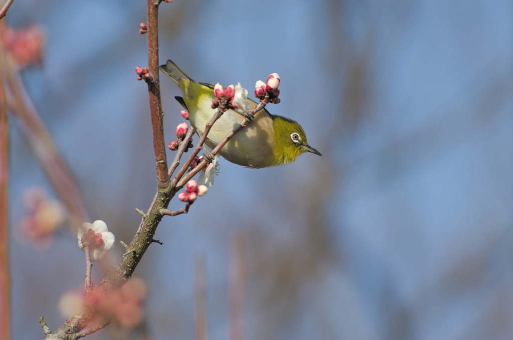 ウメジロウ