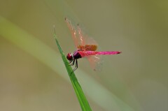 紅蜻蛉