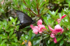 カラスアゲハ♀