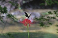 彼岸花と蝶1