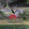 彼岸花と蝶1