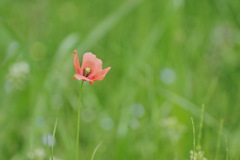 ひなげし