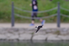 いわつばめ７５