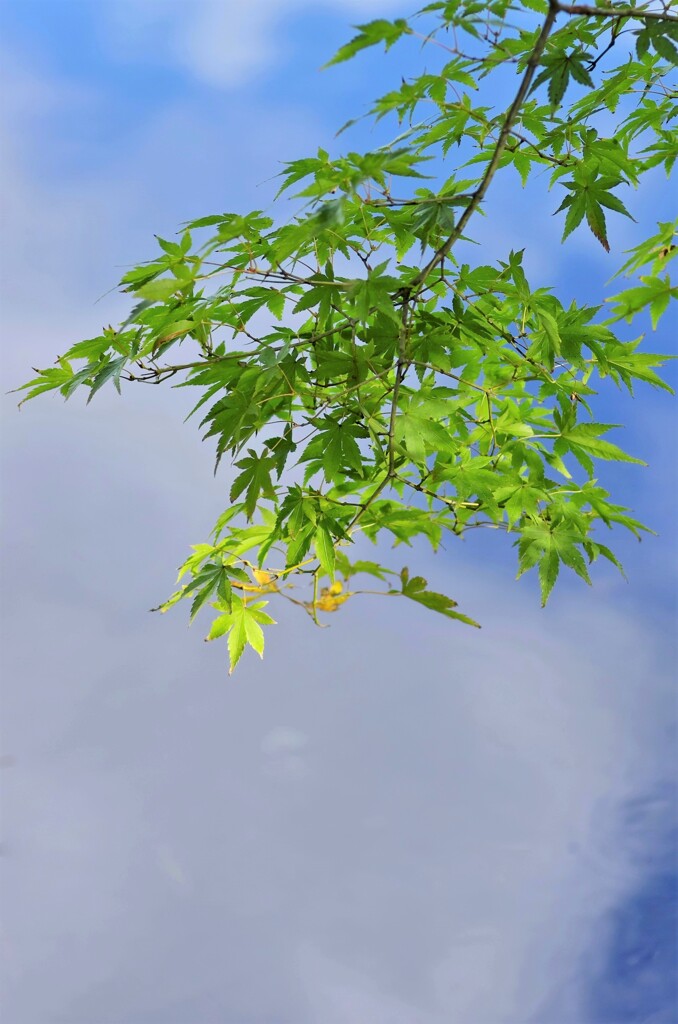 青モミジ