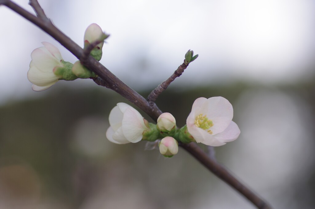 木瓜