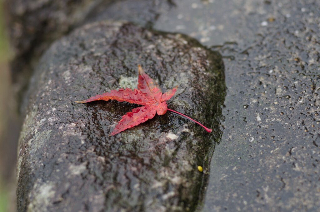 きょうは雨