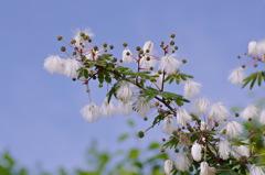 白花ねむの木