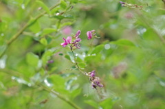 萩の花