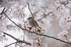 桜と雀