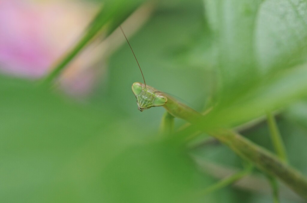 カマキリ