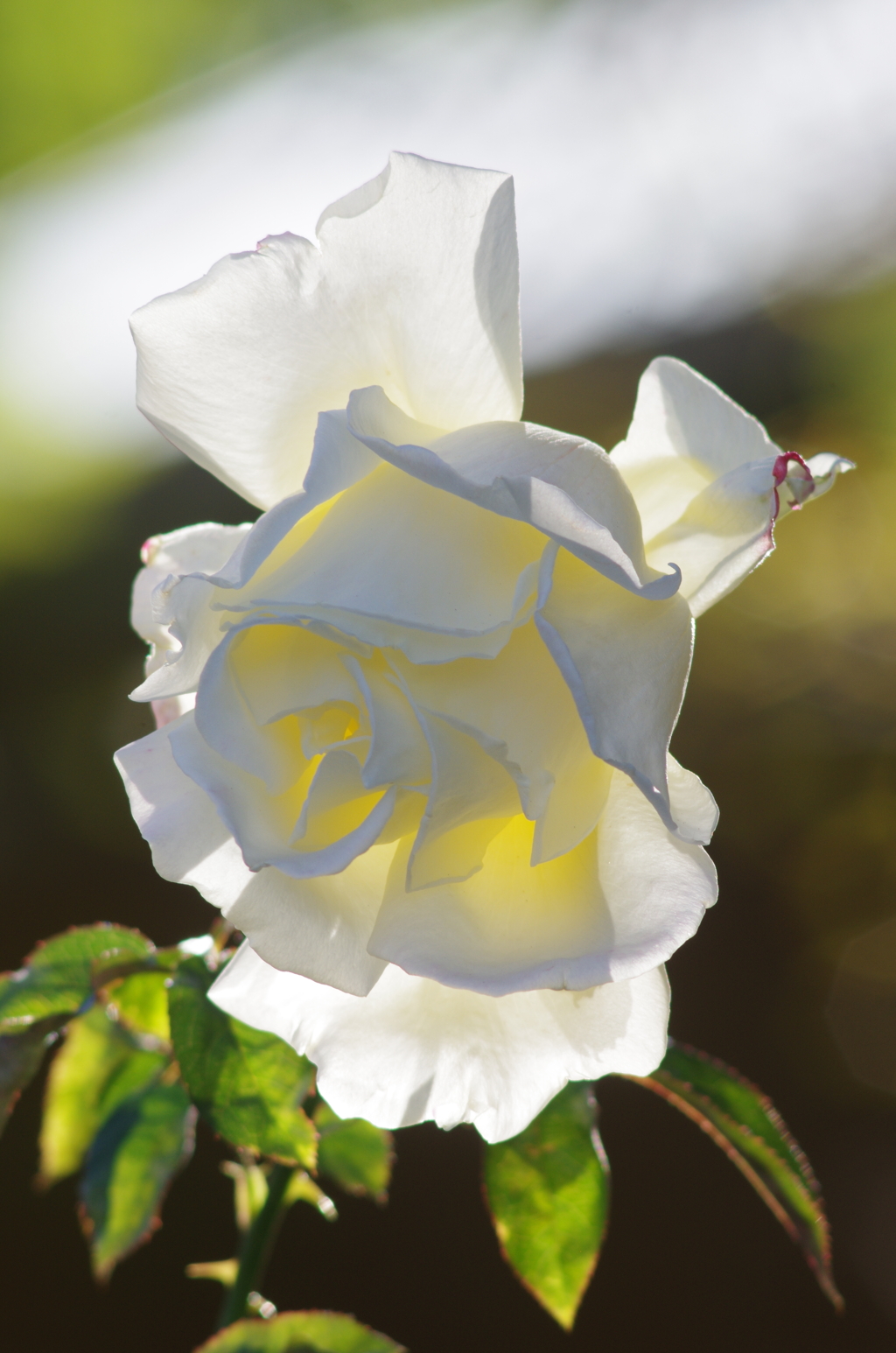 薔薇　ガーデンパーティ