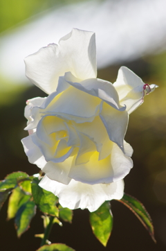 薔薇　ガーデンパーティ