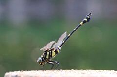 タイワンウチワヤンマ