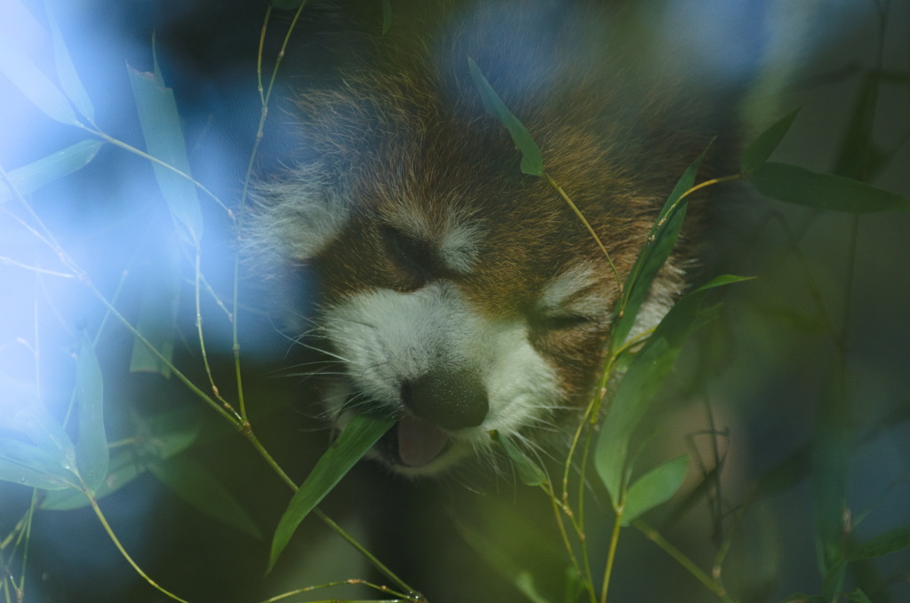 レッサーパンダ