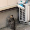 相島の猫6