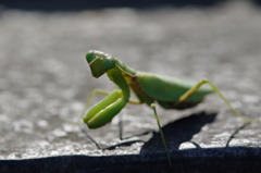 覇気がないカマキリ