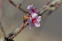 寒桜