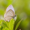ウラナミシジミ