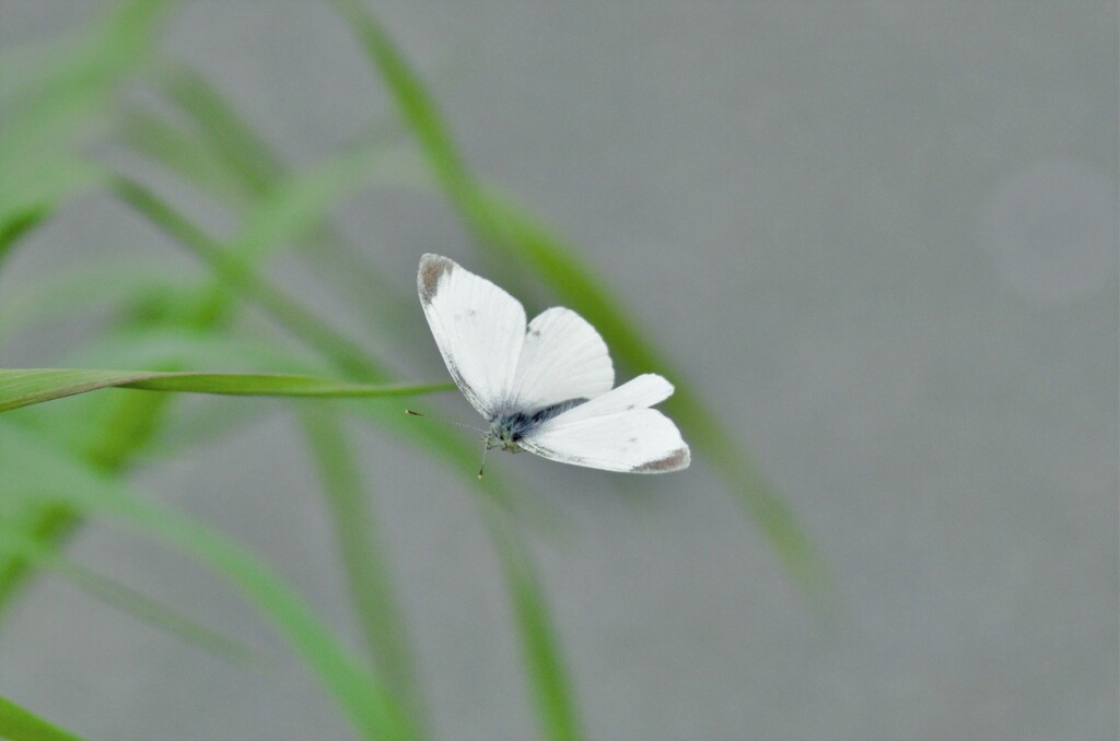 モンシロ蝶