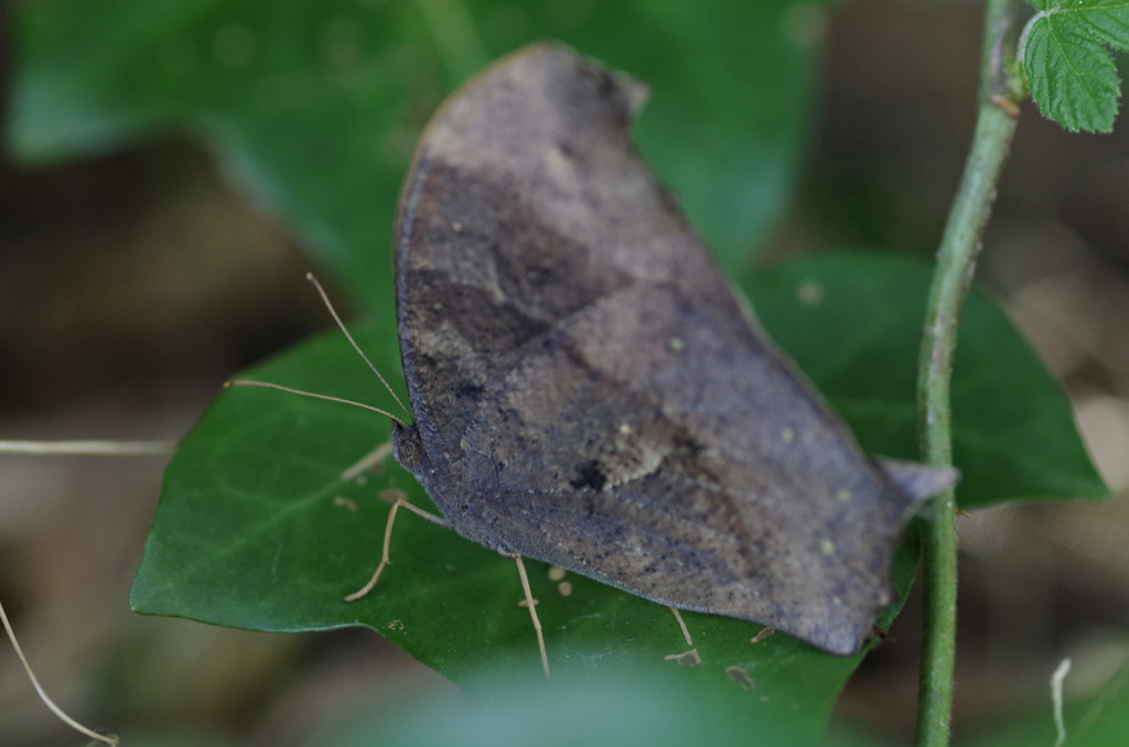 クロコノマチョウ？