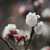 白梅