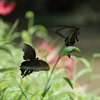 クロアゲハ５