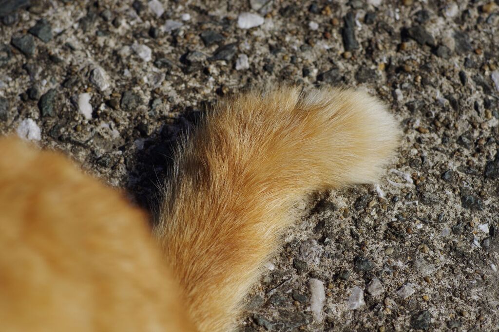 相島の猫　ラスト