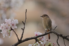 花見