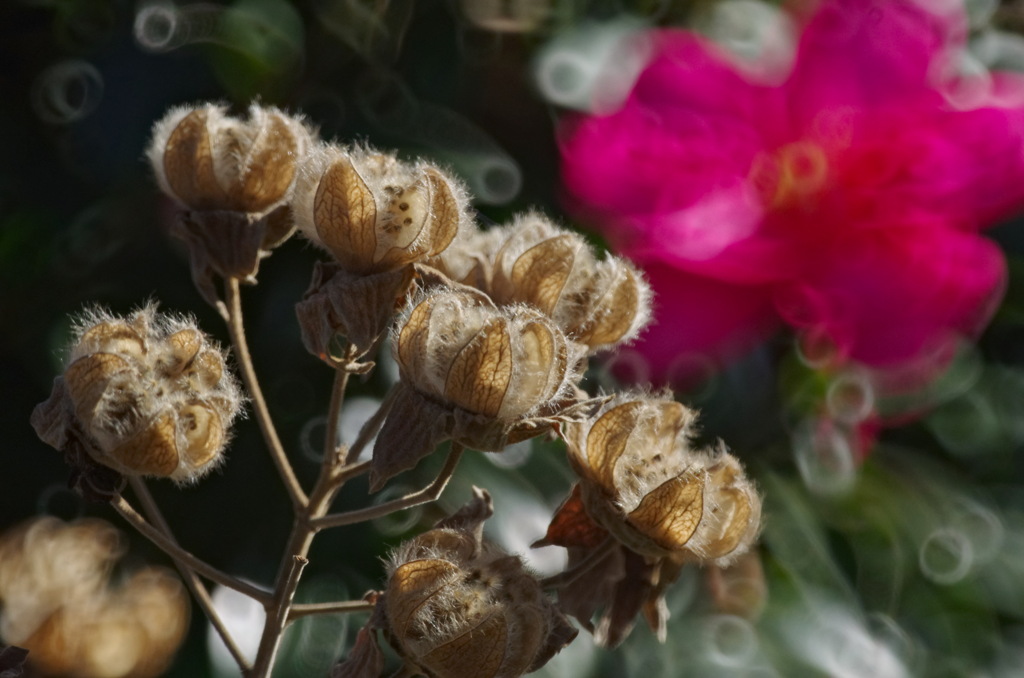 いとしの枯れ２０２６