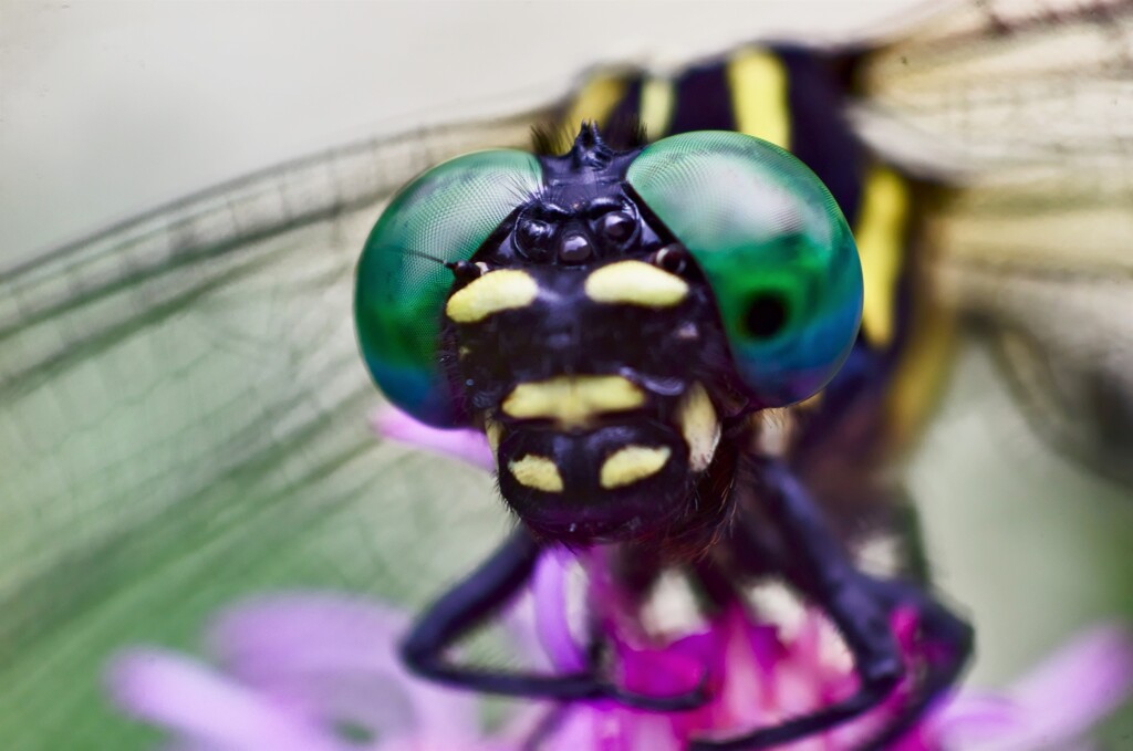 オナガサナエ