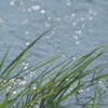 水面