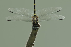 タイワンウチワヤンマ