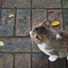 ねこ３