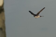 イワツバメ２１