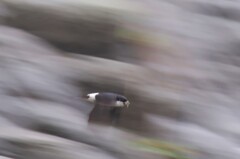 いわつばめ５５