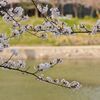 桜３