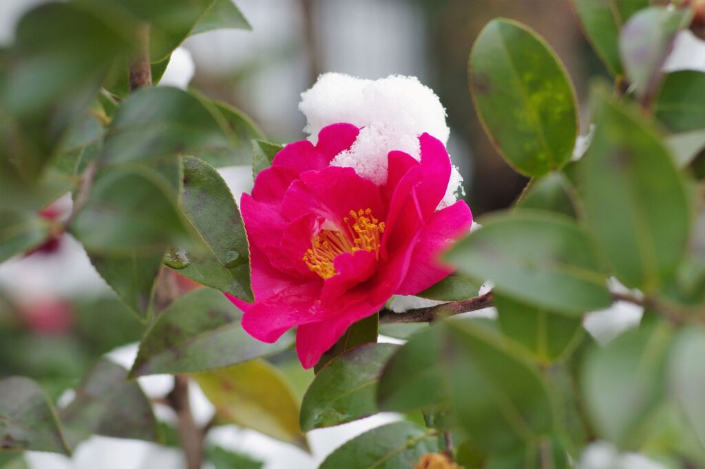 山茶花