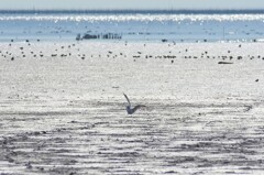 佐賀県　干潟よか公園７