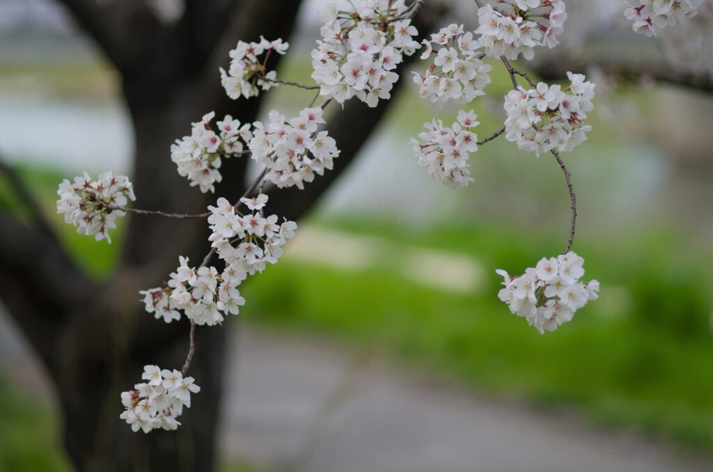 桜８