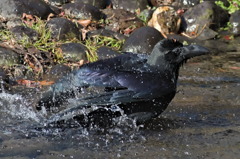 カラスの行水